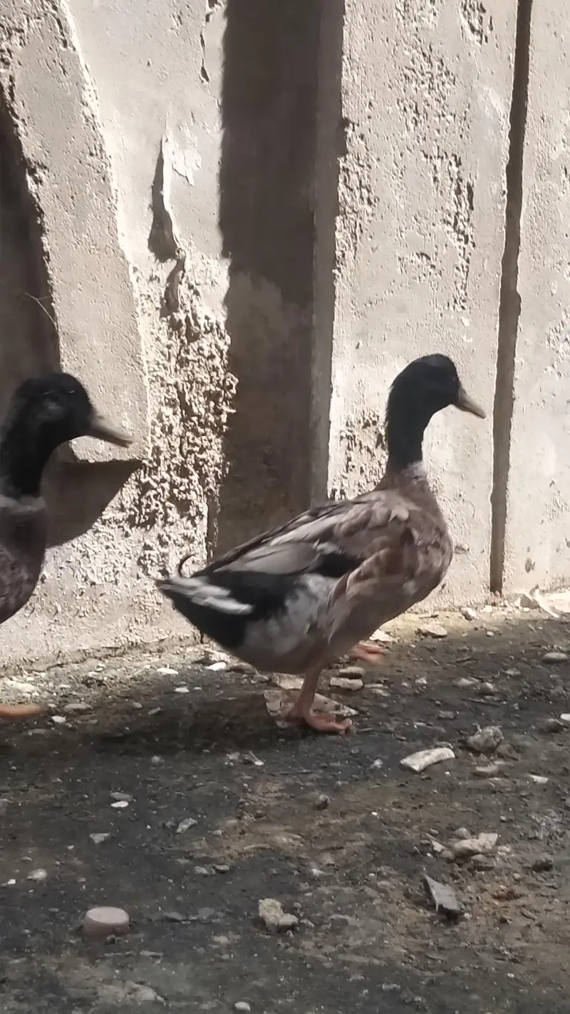 PREMIUM QUALITY DUCKS PAIR AVAILABLE — photo 5