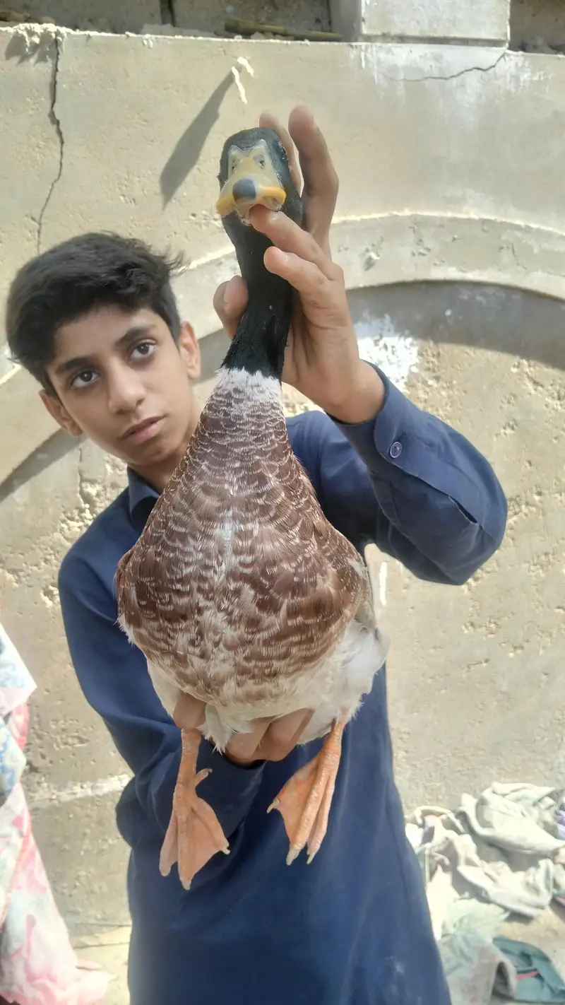 PREMIUM QUALITY DUCKS PAIR AVAILABLE — photo 6