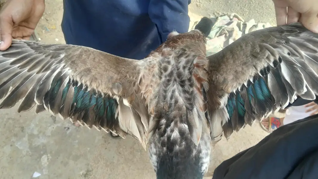 PREMIUM QUALITY DUCKS PAIR AVAILABLE — photo 7