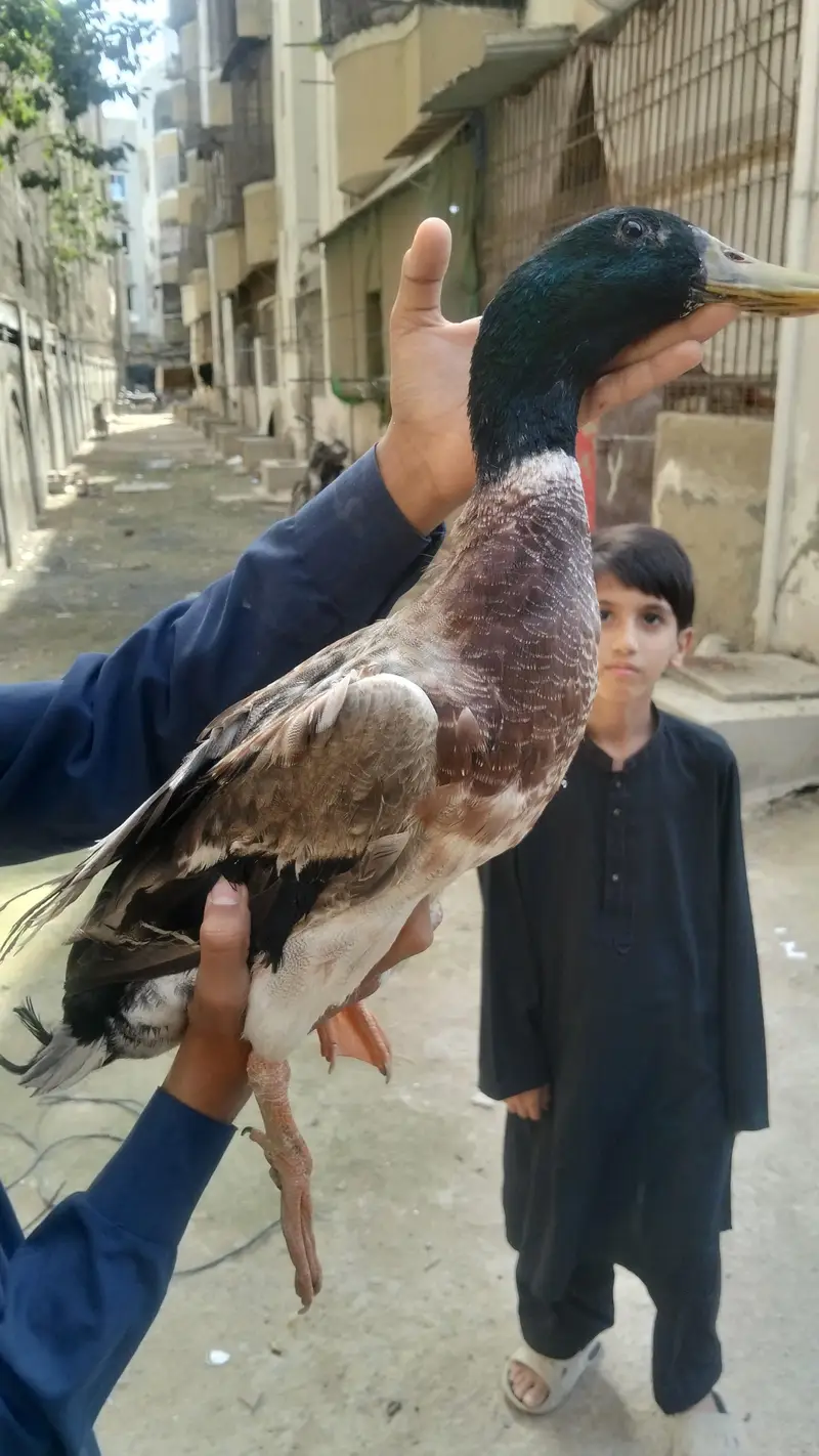 PREMIUM QUALITY DUCKS PAIR AVAILABLE — photo 8
