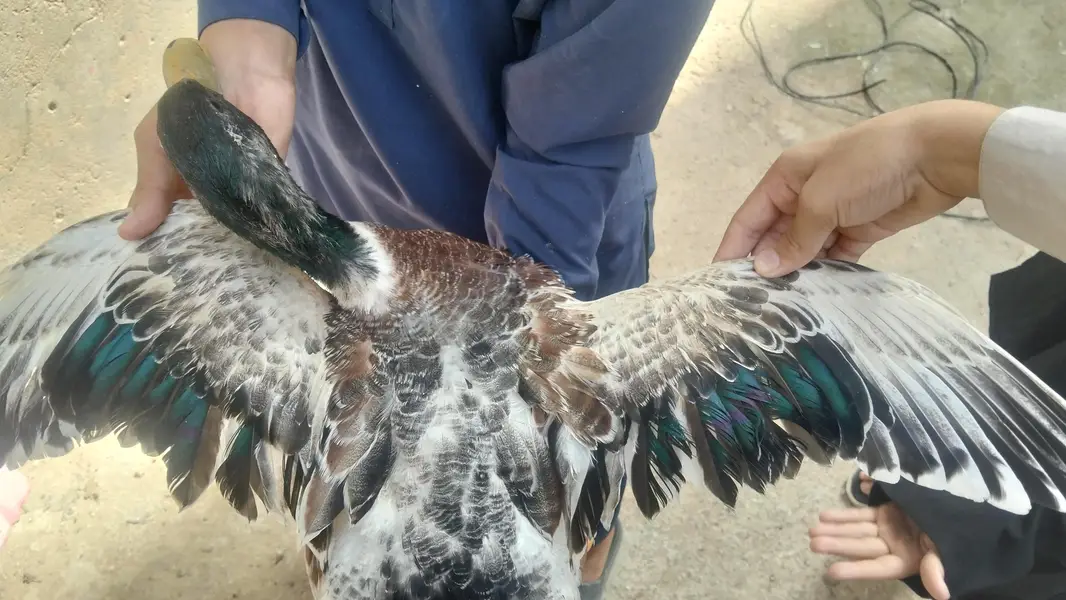 PREMIUM QUALITY DUCKS PAIR AVAILABLE — photo 10
