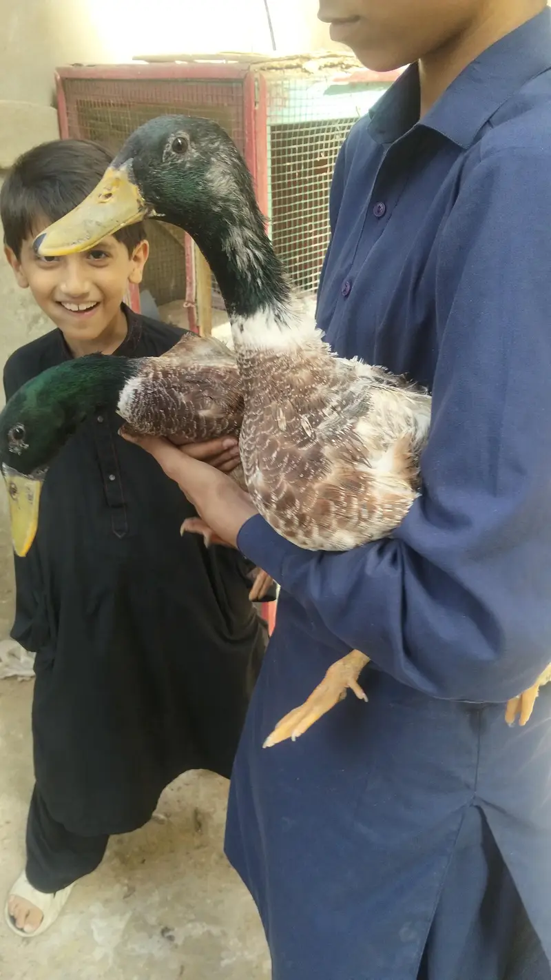 PREMIUM QUALITY DUCKS PAIR AVAILABLE — photo 11