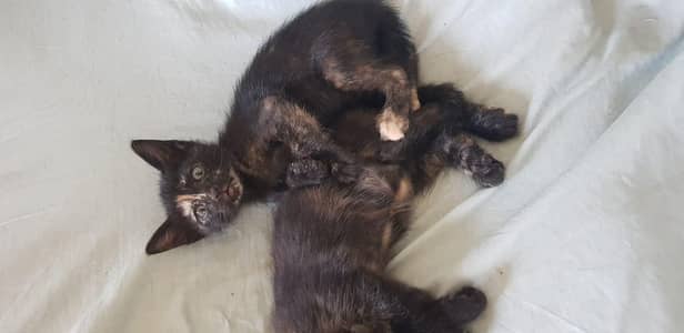 tortoiseshell cats