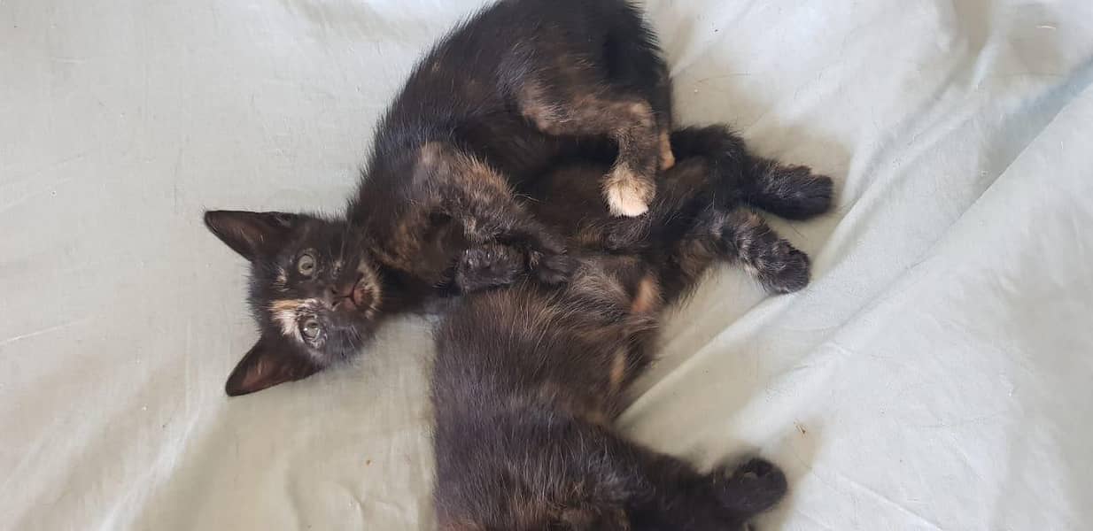 tortoiseshell cats 4