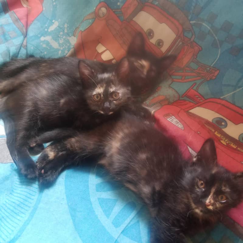 tortoiseshell cats 7