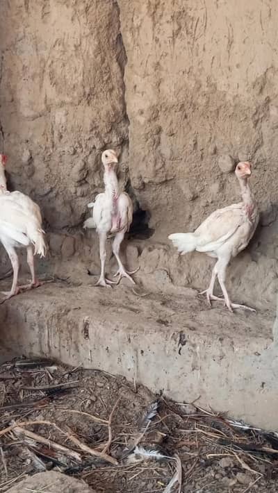 pure heera aseel chicks for sale 03023411262
