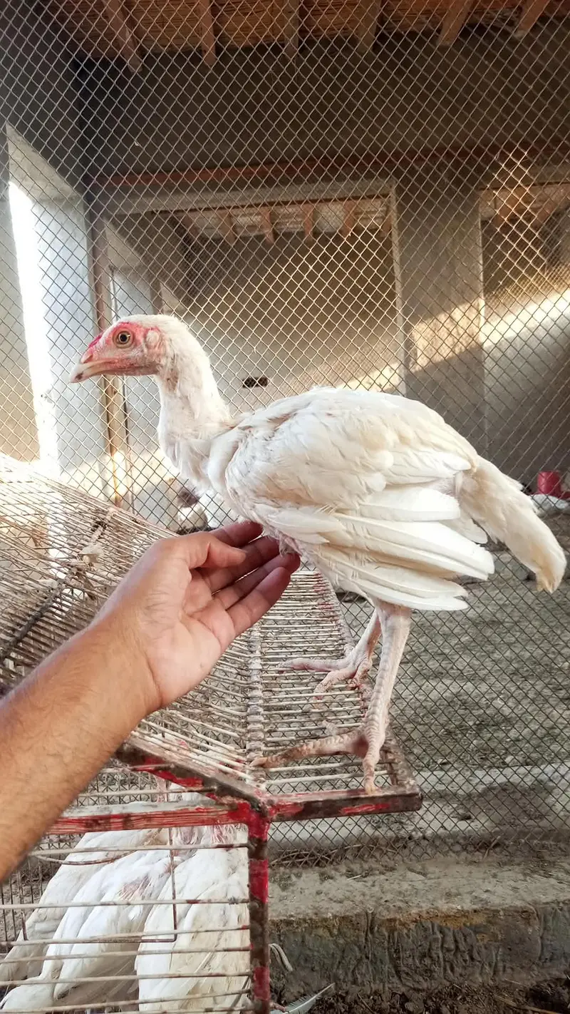 pure heera aseel chicks for sale 03023411262 — photo 2