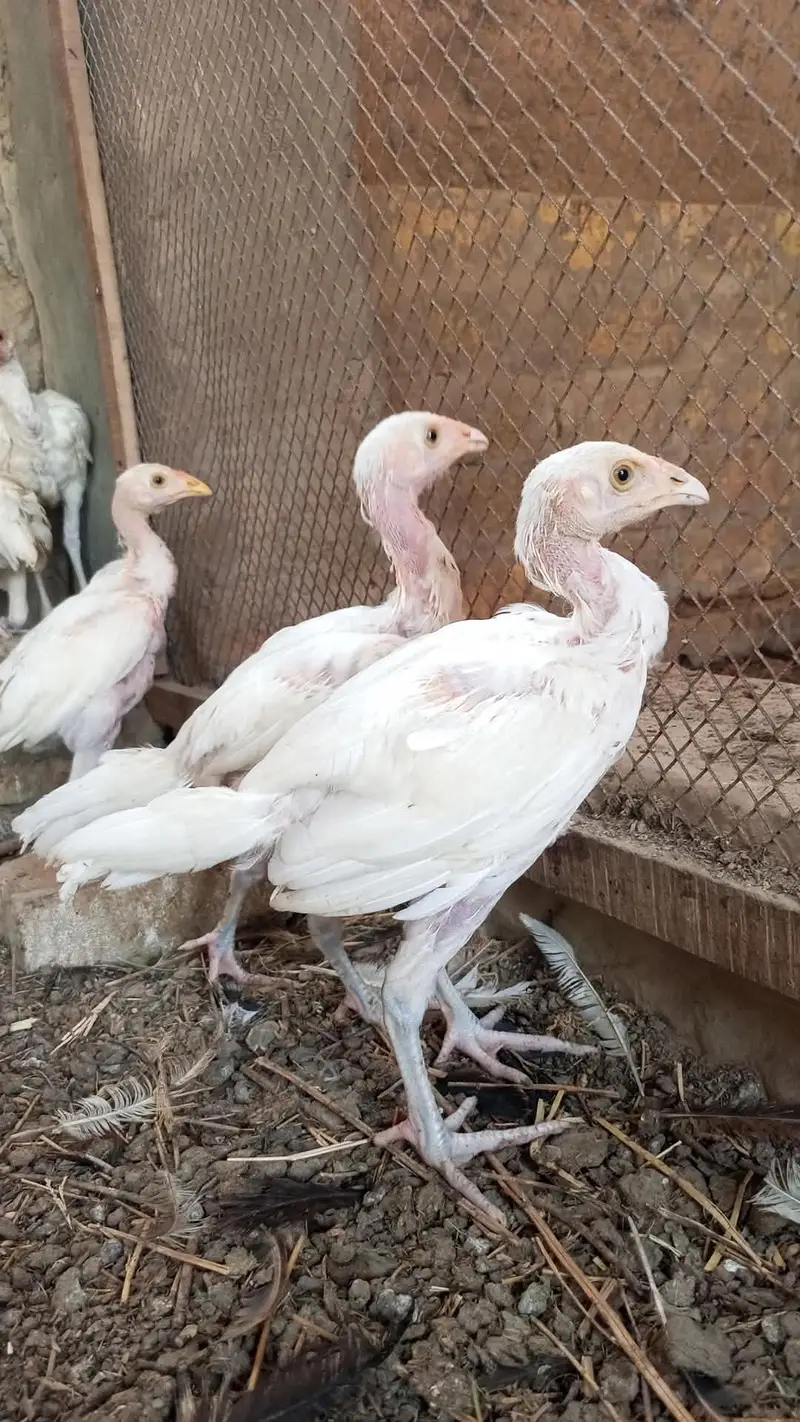 pure heera aseel chicks for sale 03023411262 — photo 3