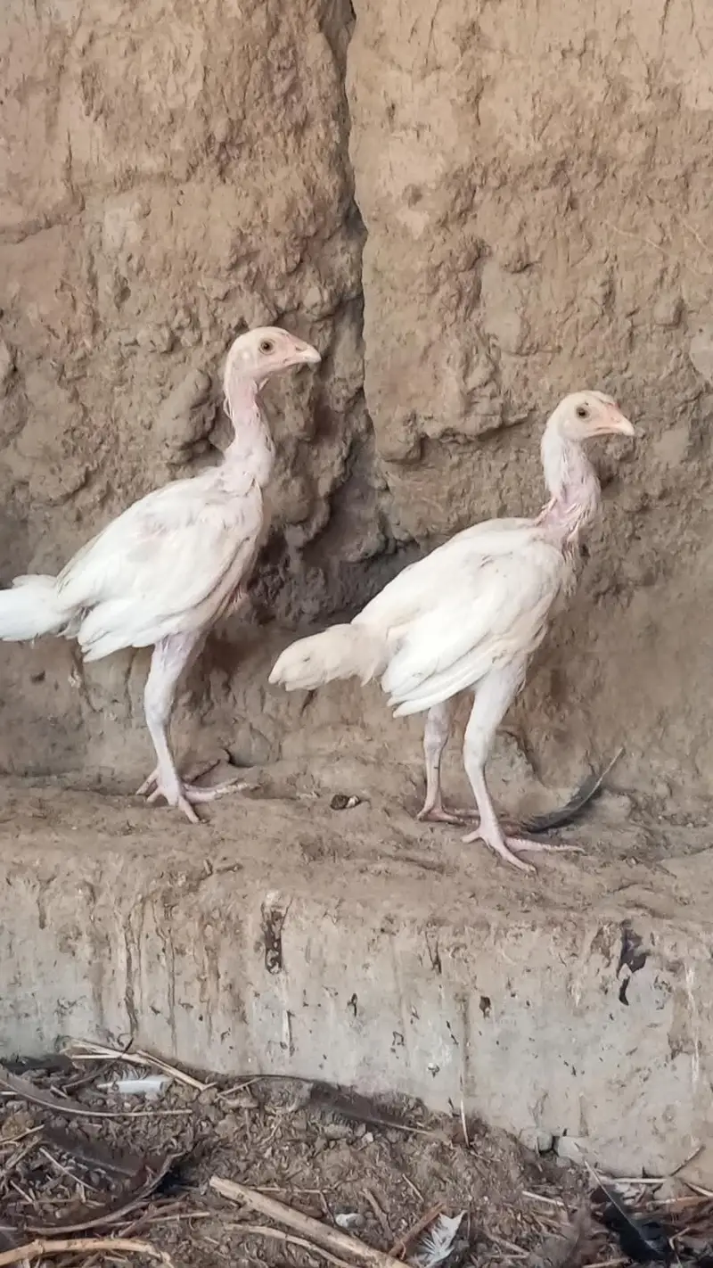 pure heera aseel chicks for sale 03023411262 — photo 4