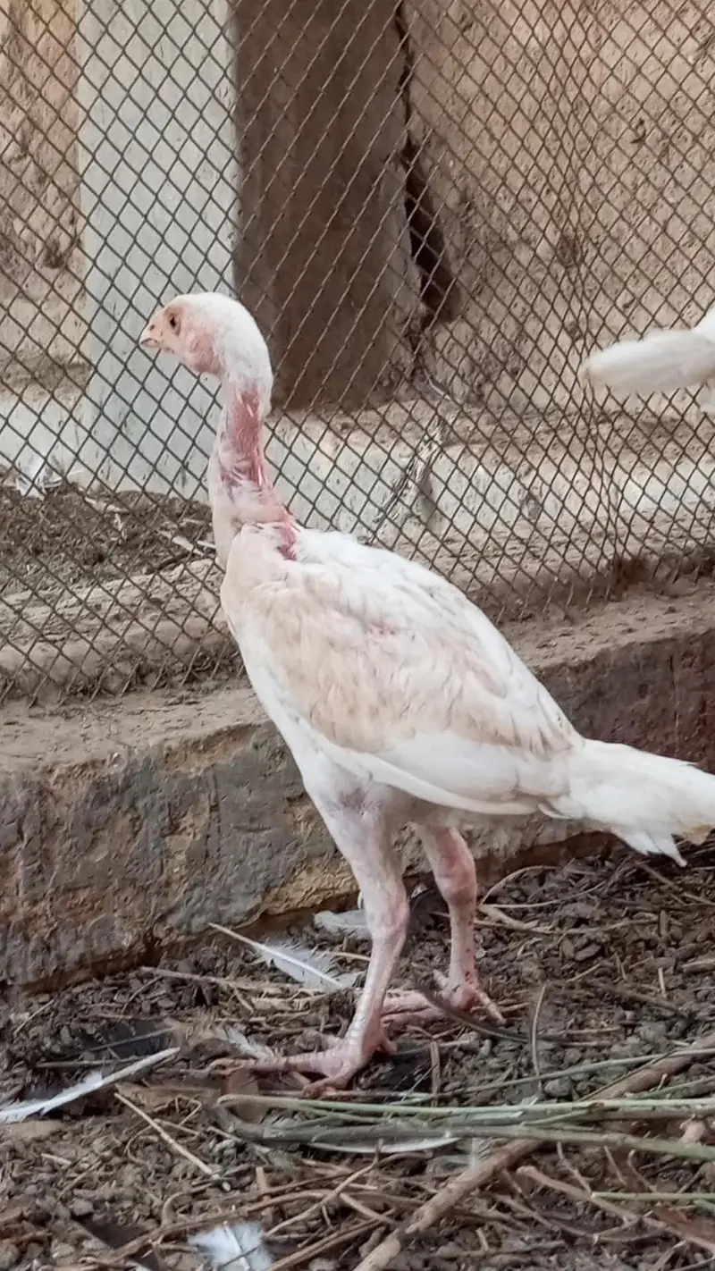 pure heera aseel chicks for sale 03023411262 — photo 5