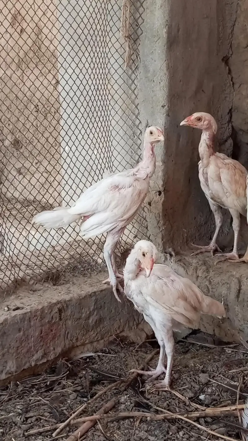 pure heera aseel chicks for sale 03023411262 — photo 6