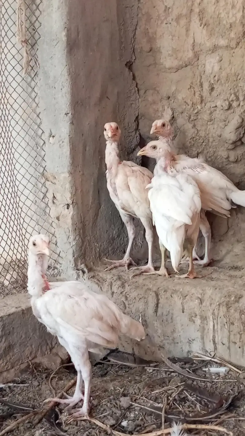 pure heera aseel chicks for sale 03023411262 — photo 7