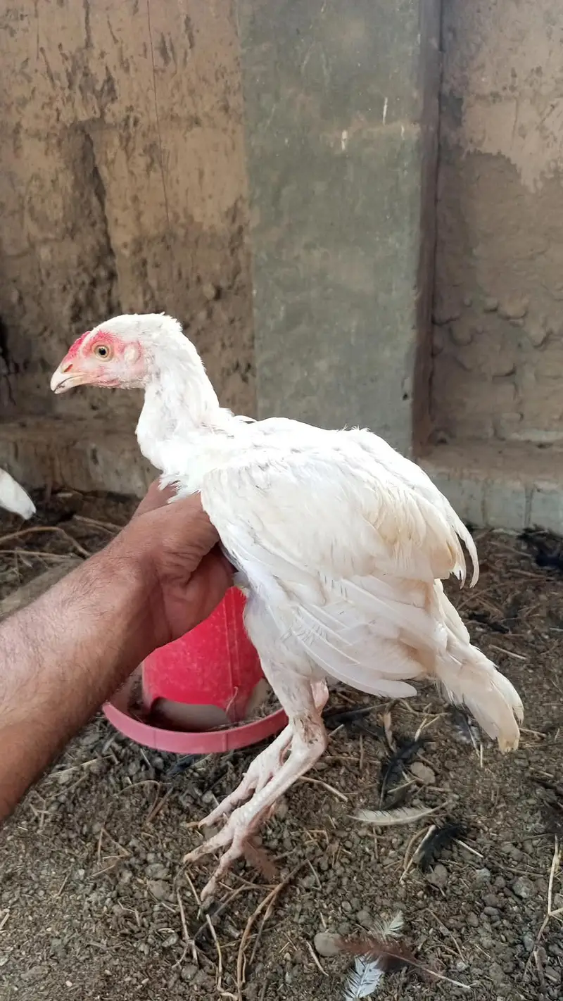pure heera aseel chicks for sale 03023411262 — photo 8