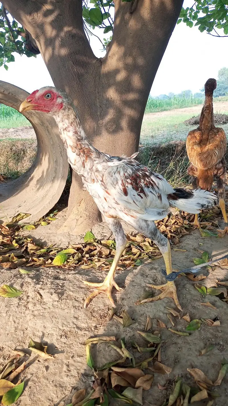 pure heera aseel chicks for sale 03023411262 — photo 9