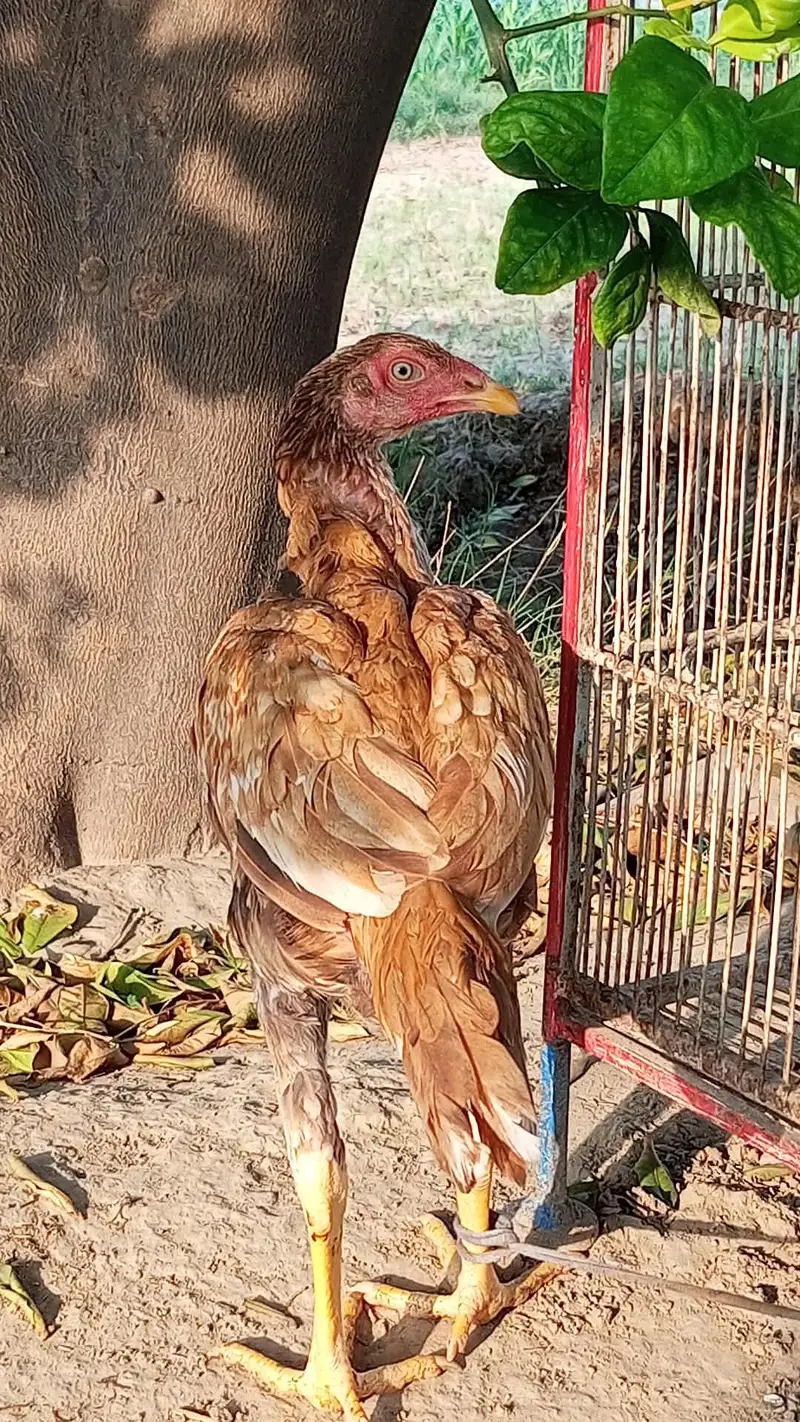 pure heera aseel chicks for sale 03023411262 — photo 10
