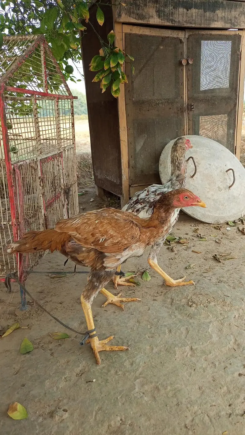 pure heera aseel chicks for sale 03023411262 — photo 11