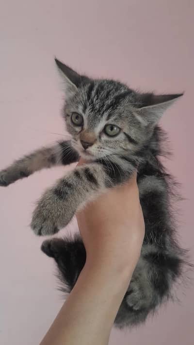 Persian Mixed Long Hair Kittens