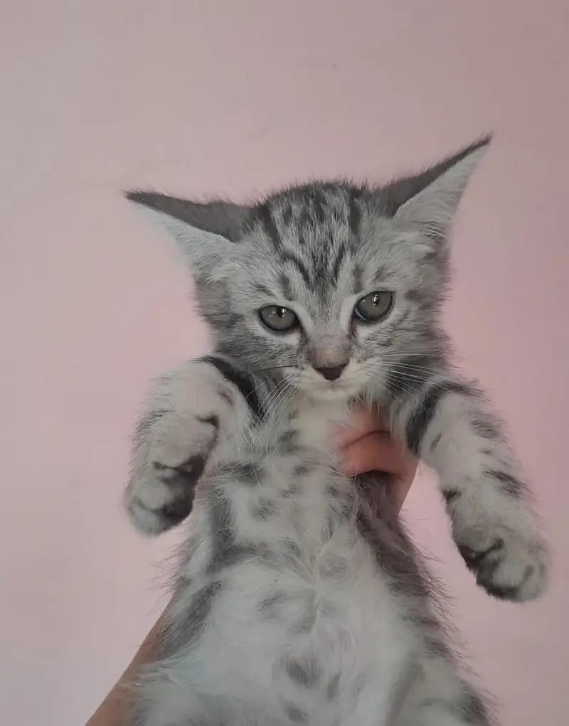 Persian Mixed Long Hair Kittens — photo 2