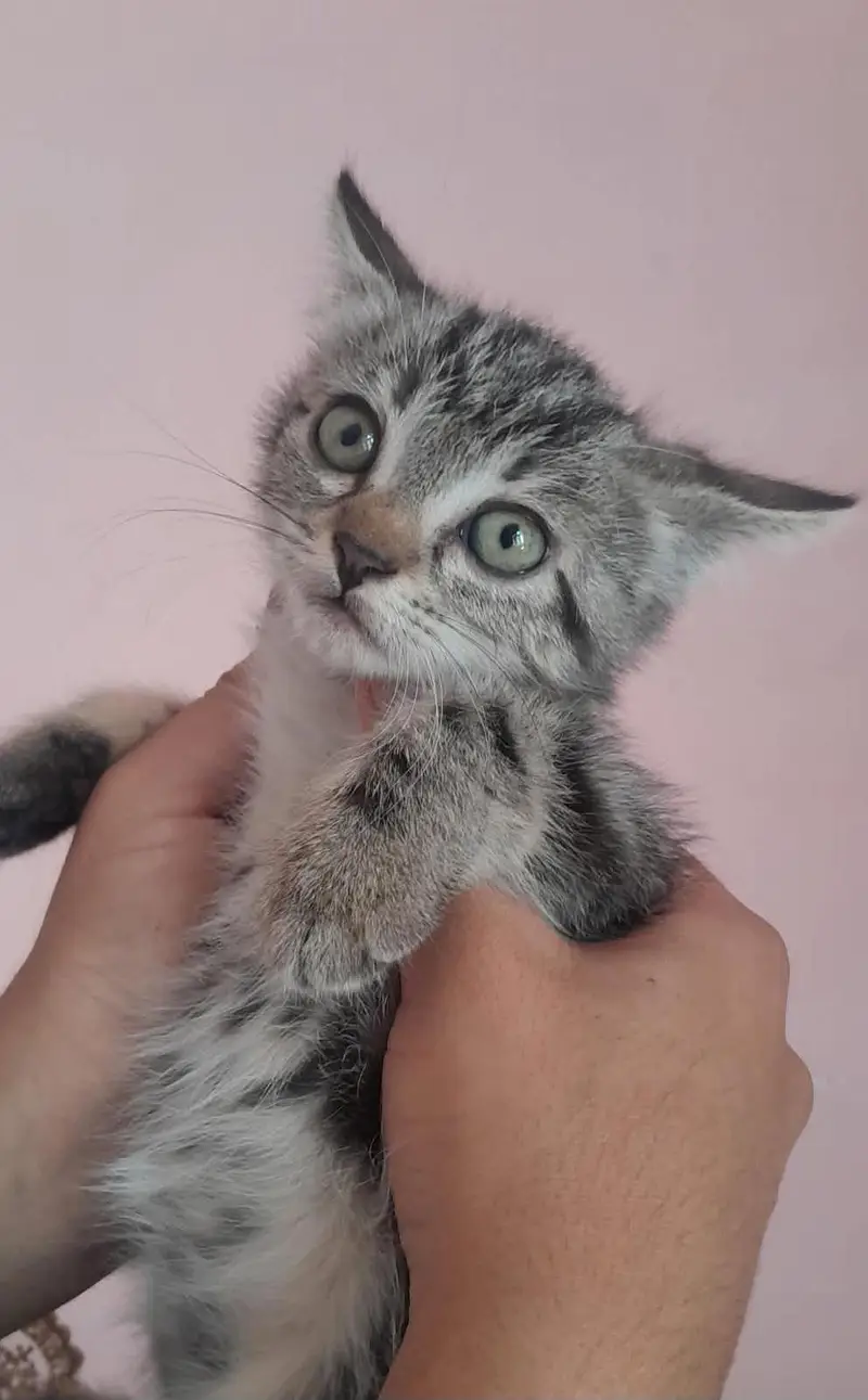 Persian Mixed Long Hair Kittens — photo 3