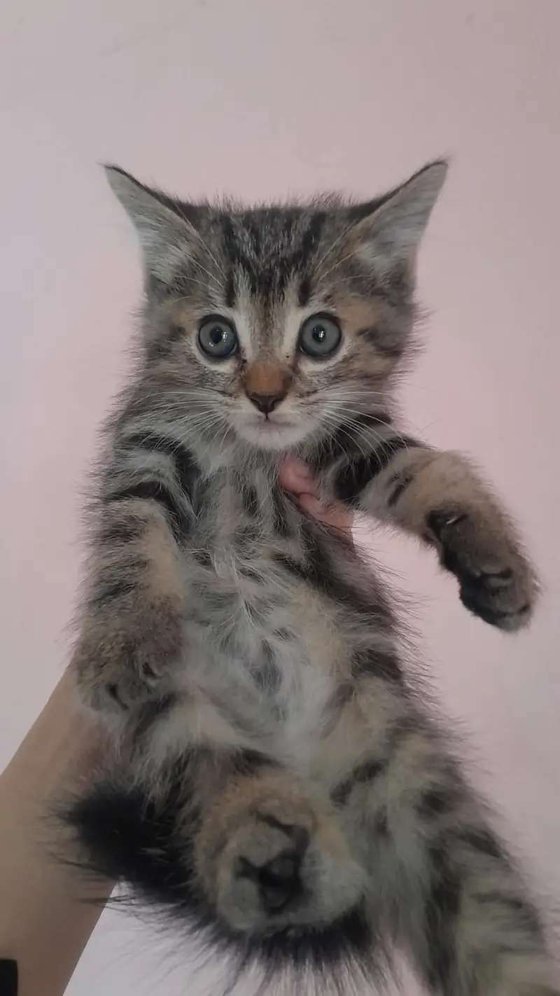 Persian Mixed Long Hair Kittens — photo 4