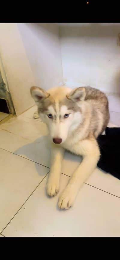 Siberian Husky female High quality puppy