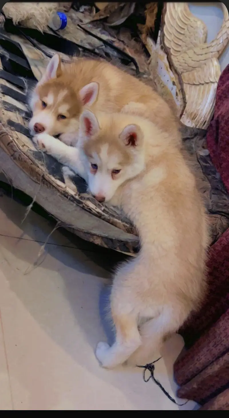 Siberian Husky female High quality puppy — photo 2