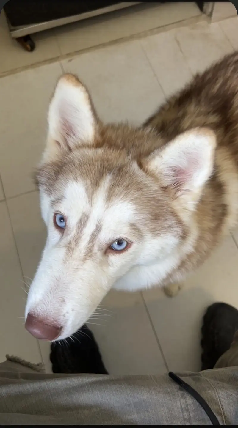 Siberian Husky female High quality puppy — photo 3
