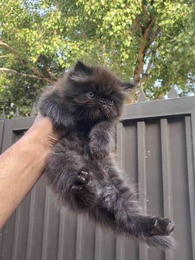 Persian punch face black kitten