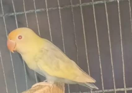 palefellow opline lovebirds