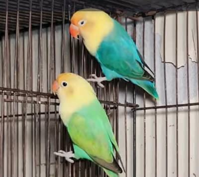 palefellow opline lovebirds