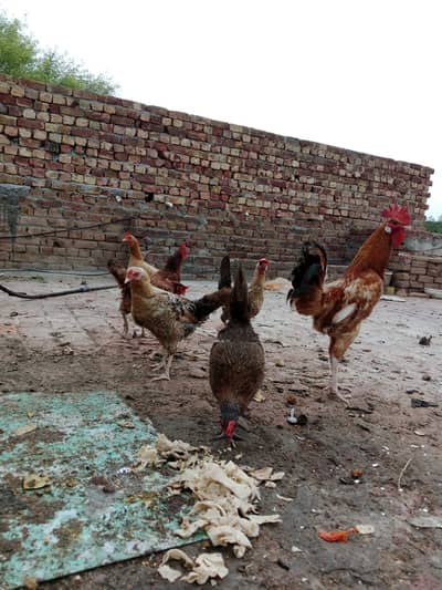 7 murgiya or 1 murga for sale  anda dayti ha prr peace 1800