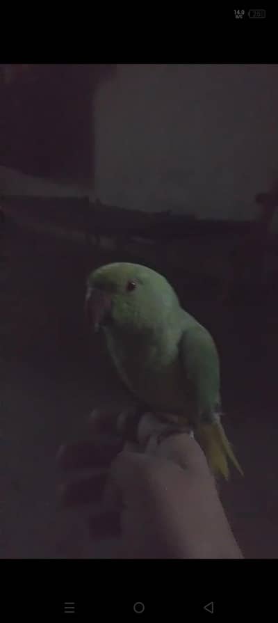 Hand tame tota