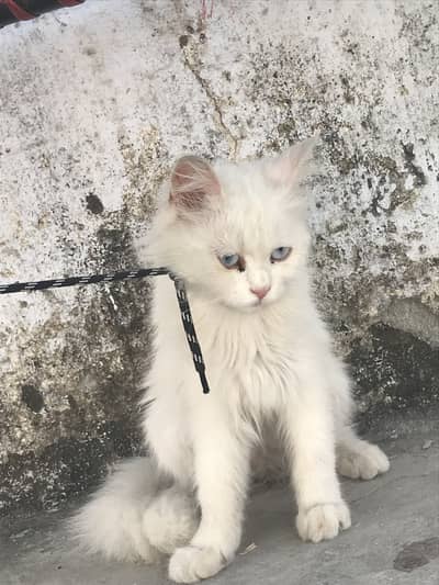 percian cat diamond eyes breader