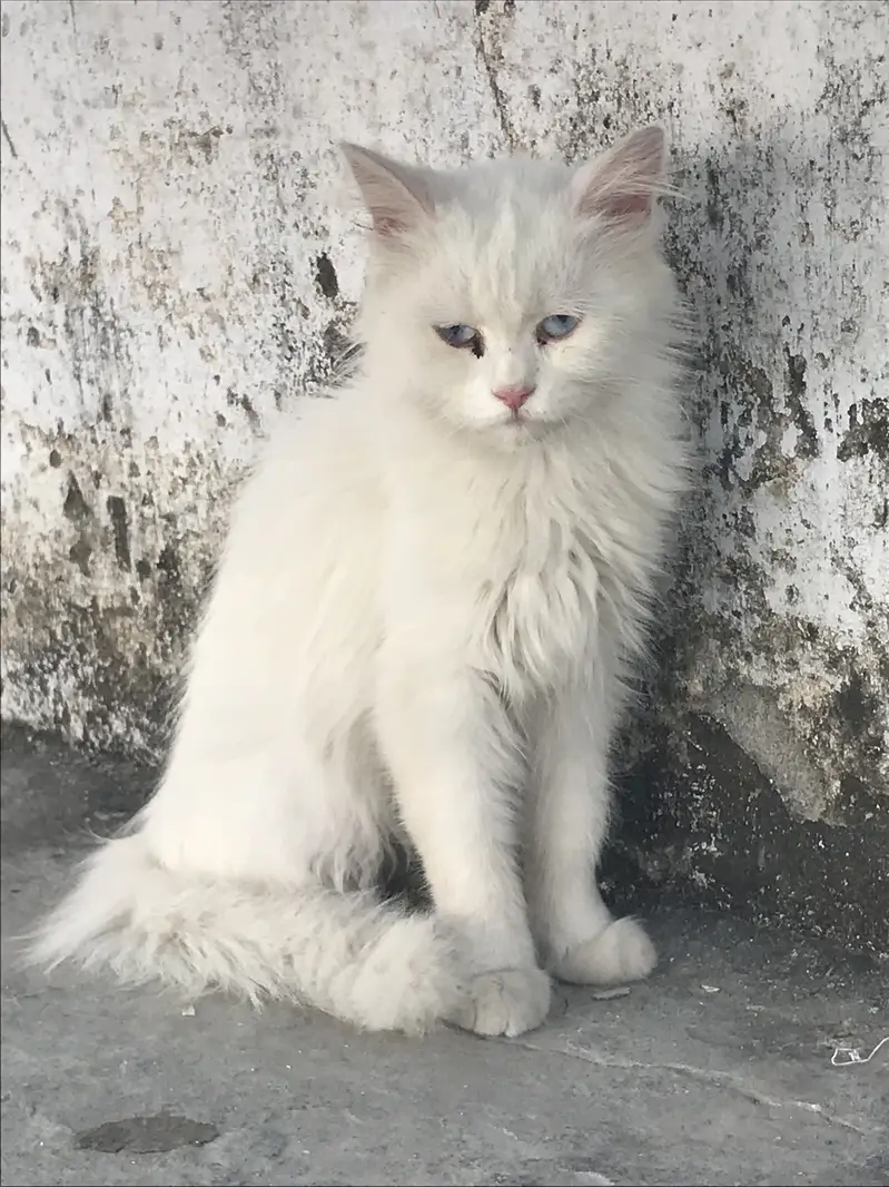 percian cat diamond eyes breader — photo 2