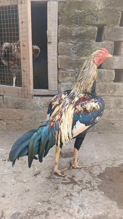 Pakistani Aseel pair