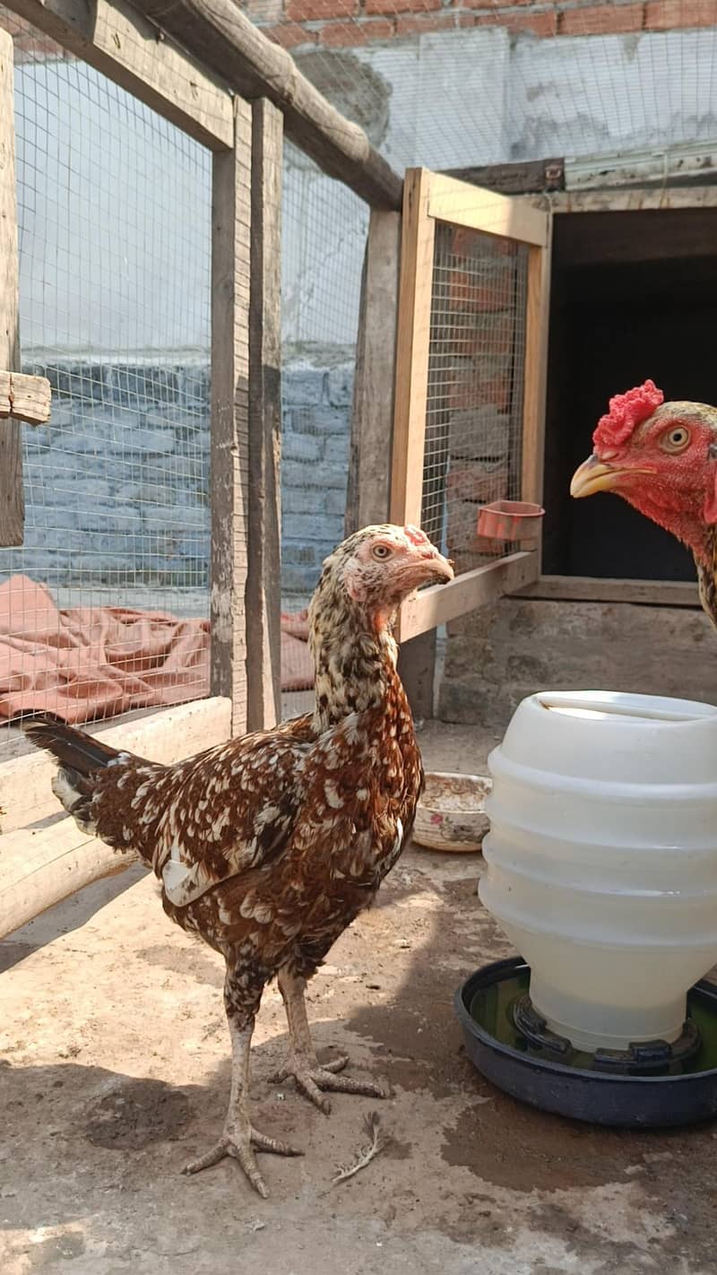 Pakistani Aseel pair 3