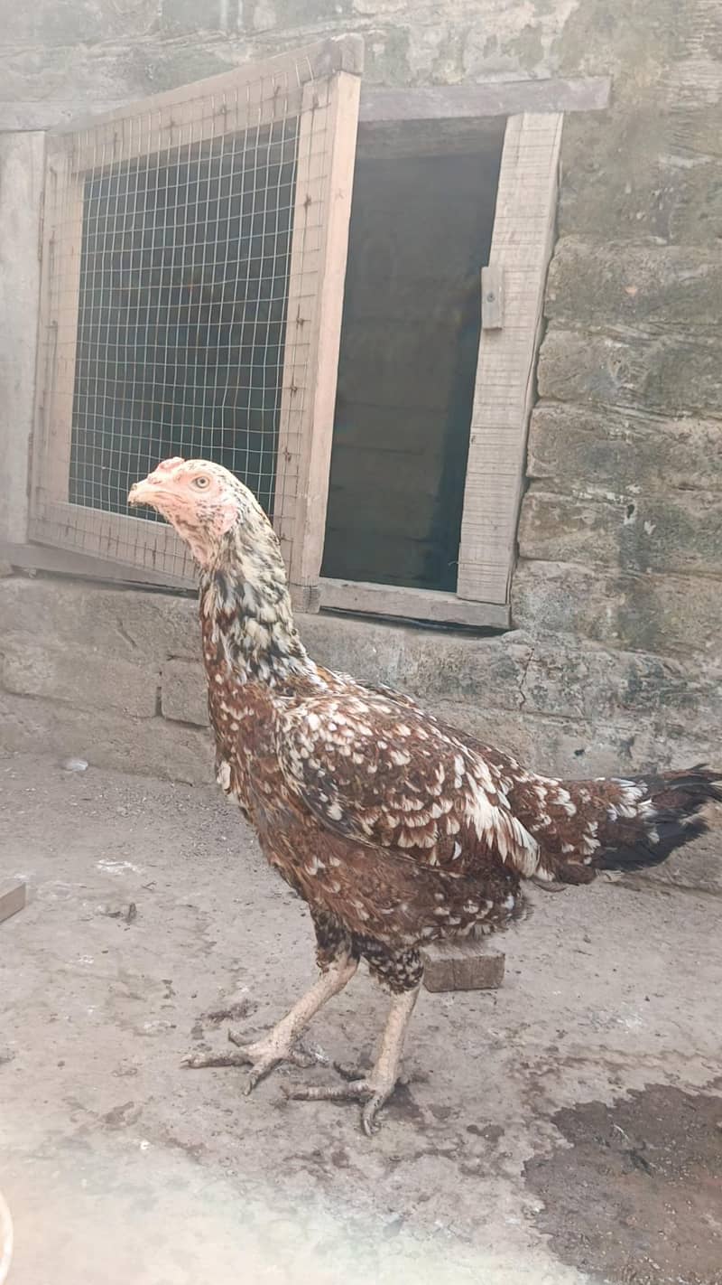 Pakistani Aseel pair 4