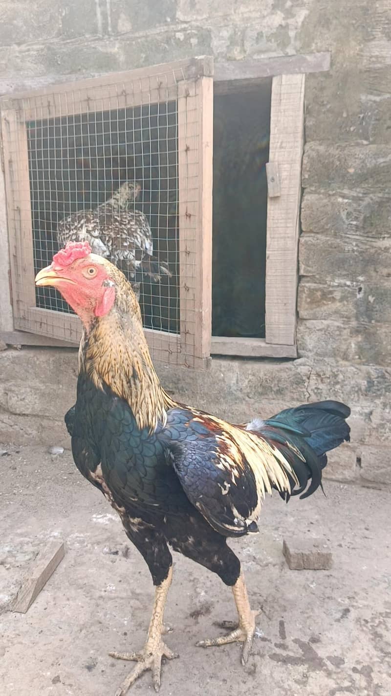 Pakistani Aseel pair 5