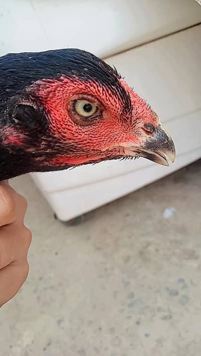 mianwali cross Thai murgi