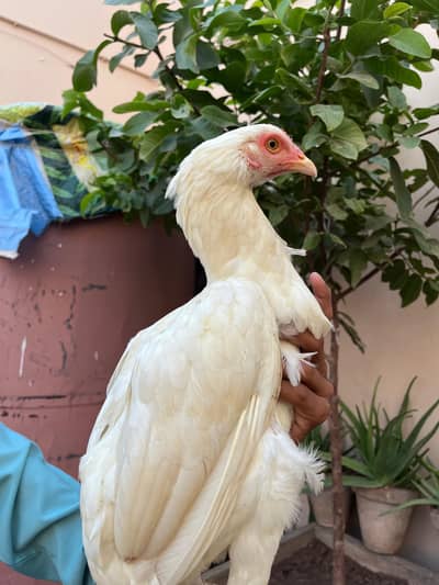 Aseel heera madi for sale