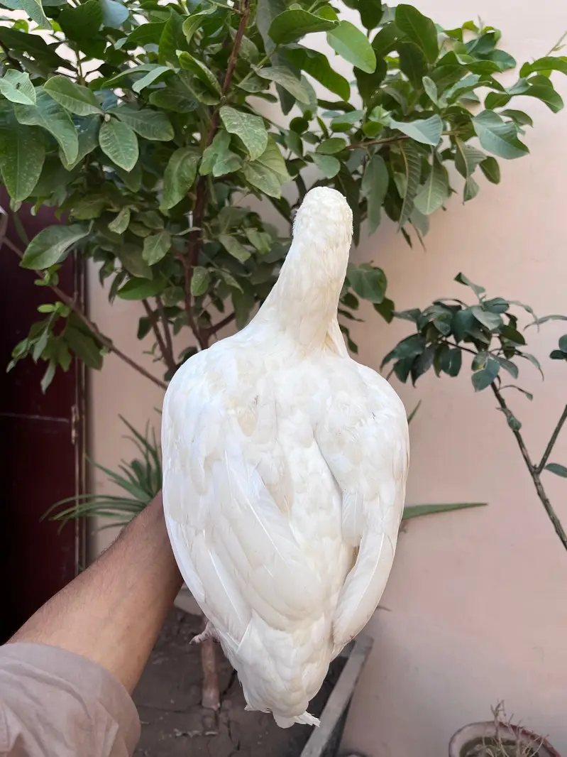 Aseel heera madi for sale — photo 3