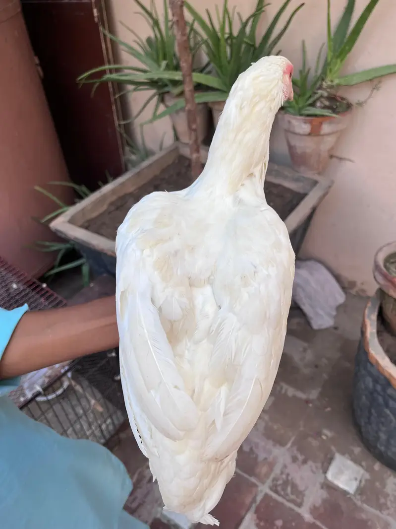 Aseel heera madi for sale — photo 4