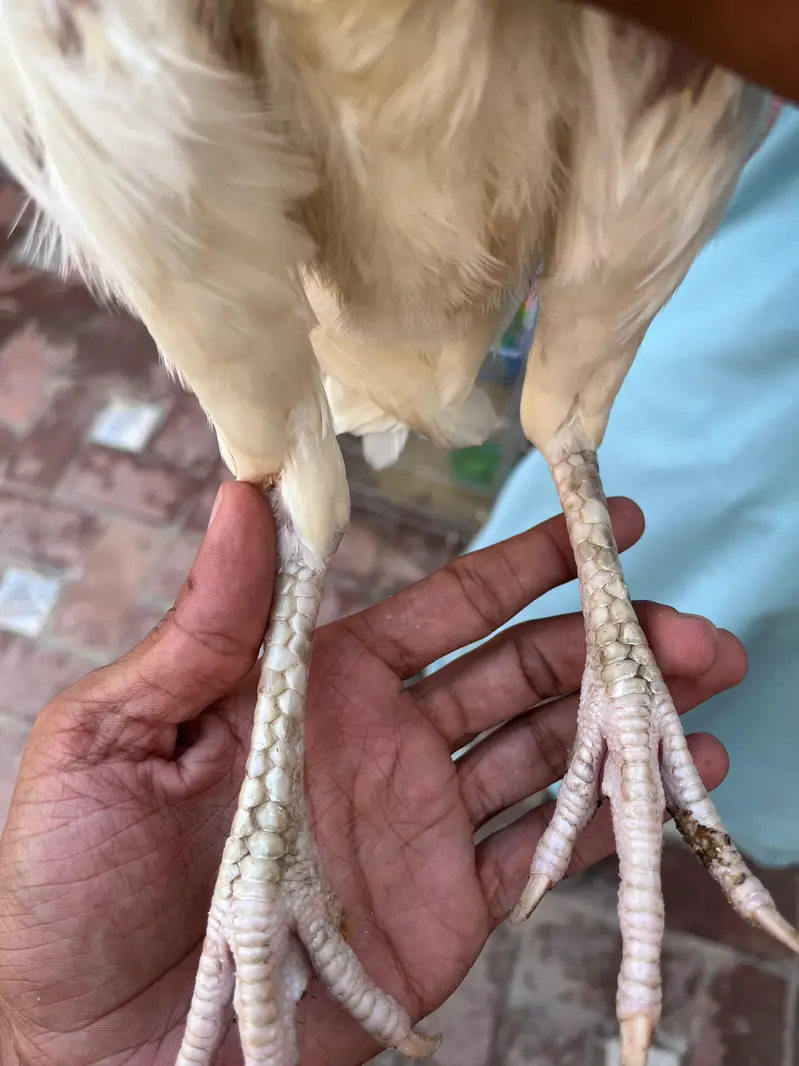 Aseel heera madi for sale — photo 5