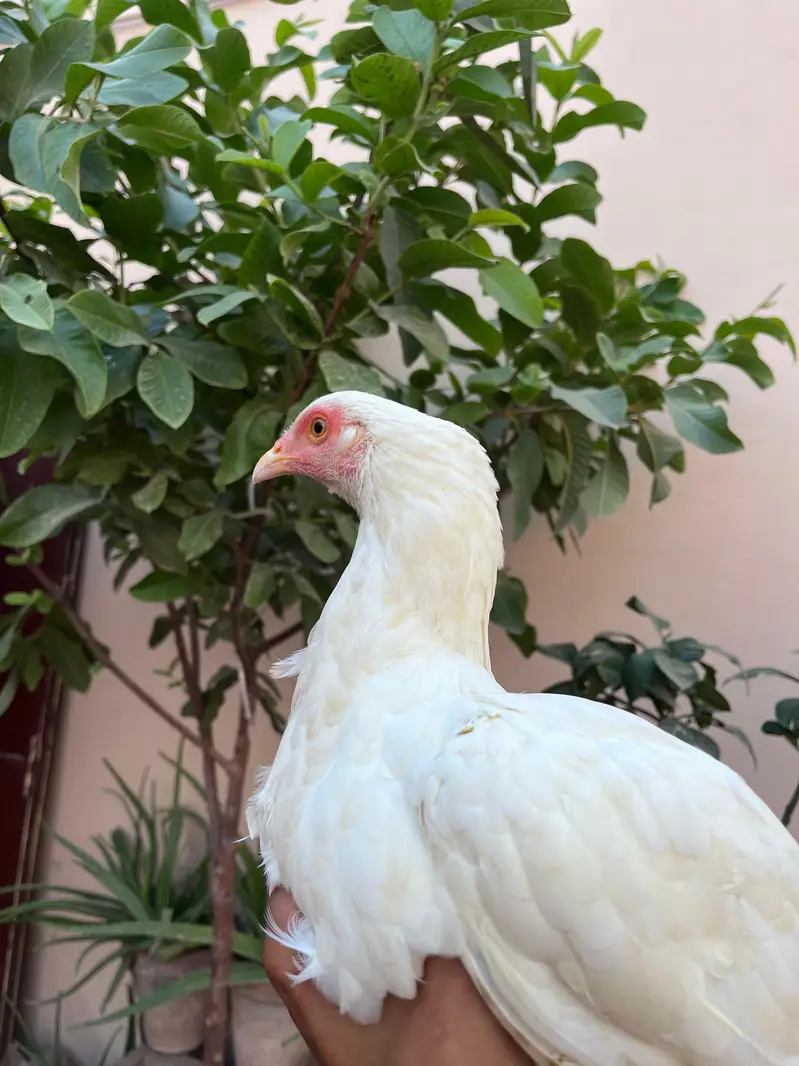 Aseel heera madi for sale — photo 6
