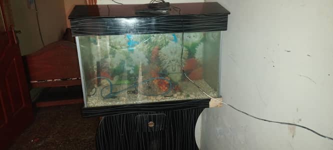 Fish Aquarium