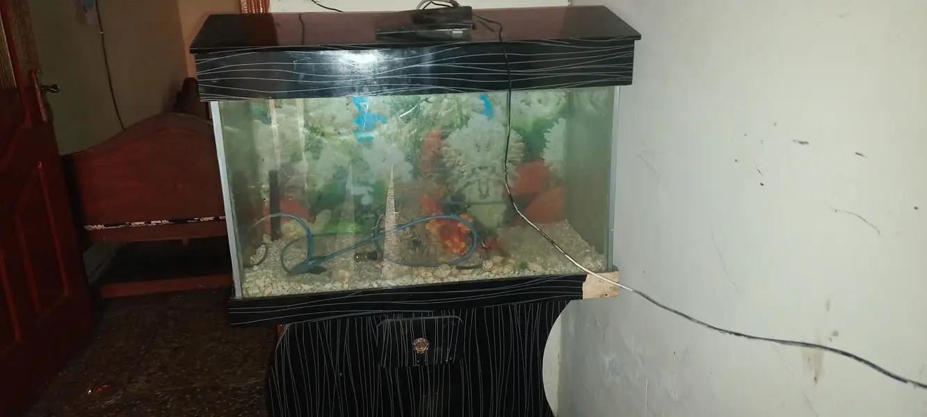Fish Aquarium — photo 5