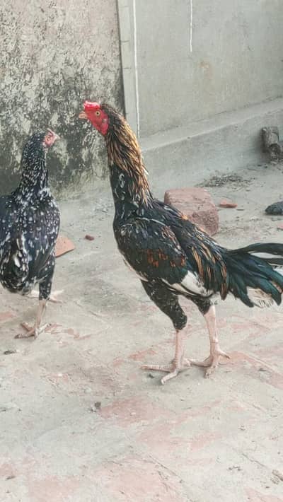 Aseel croos hen for sale ( 03206254423 )