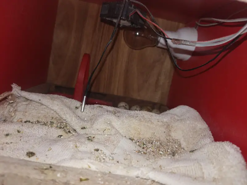 incubator for sale — photo 2