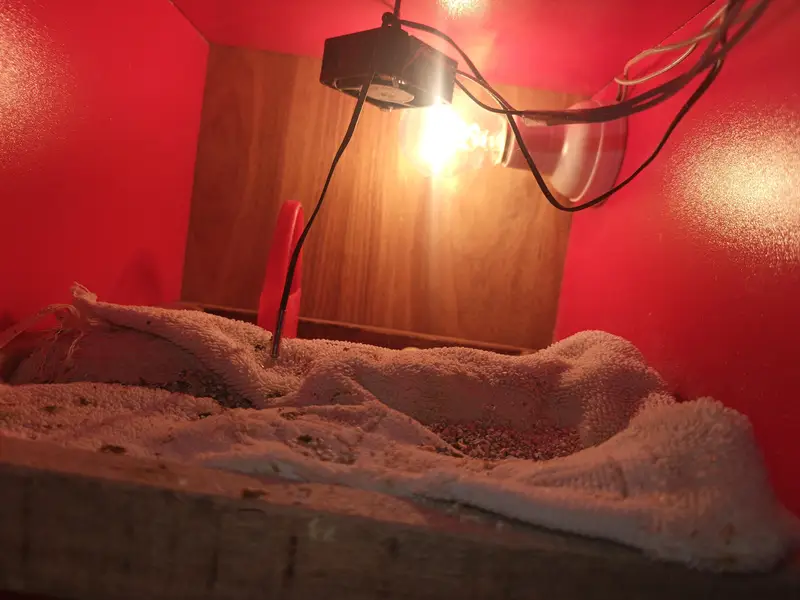incubator for sale — photo 3