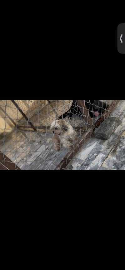 Shihtzu breeder pair